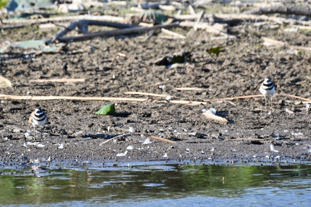 Killdeer - ML623976777