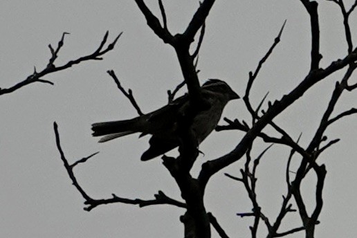 Rose-breasted Grosbeak - ML623976780