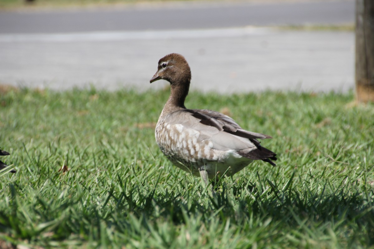 Maned Duck - ML623976784