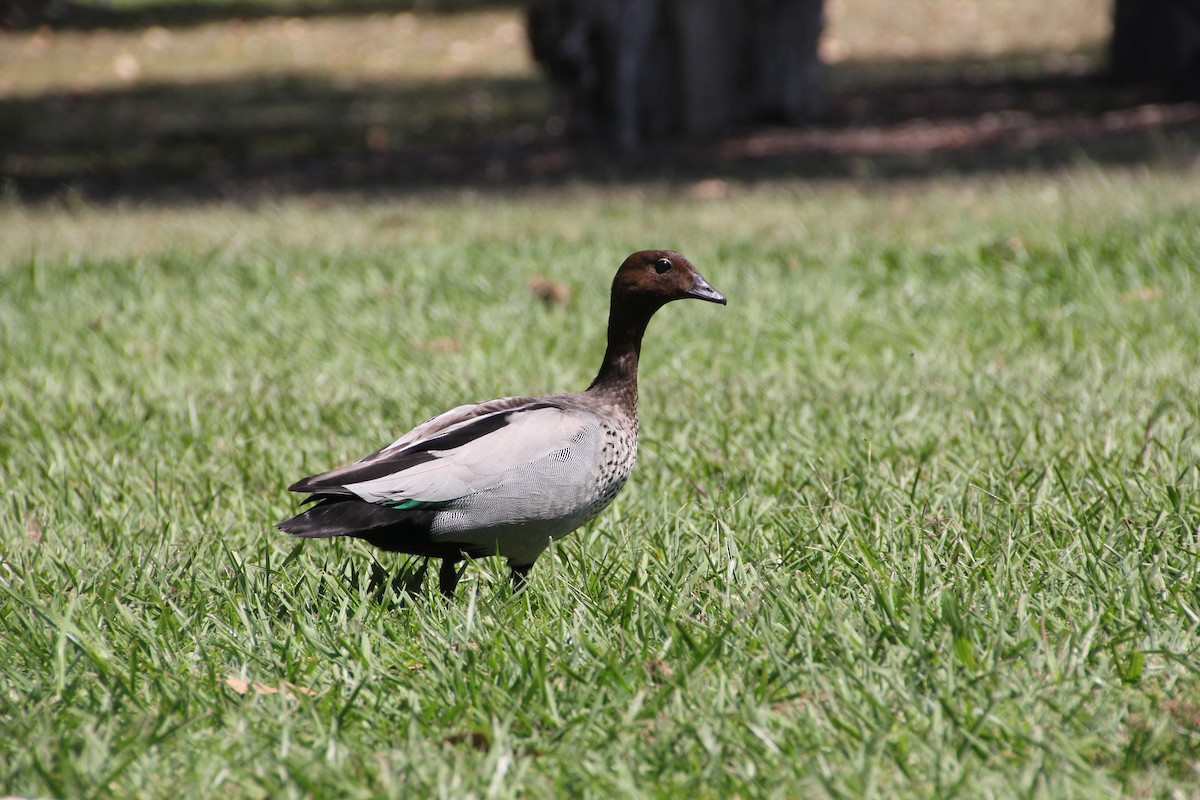 Maned Duck - ML623976788