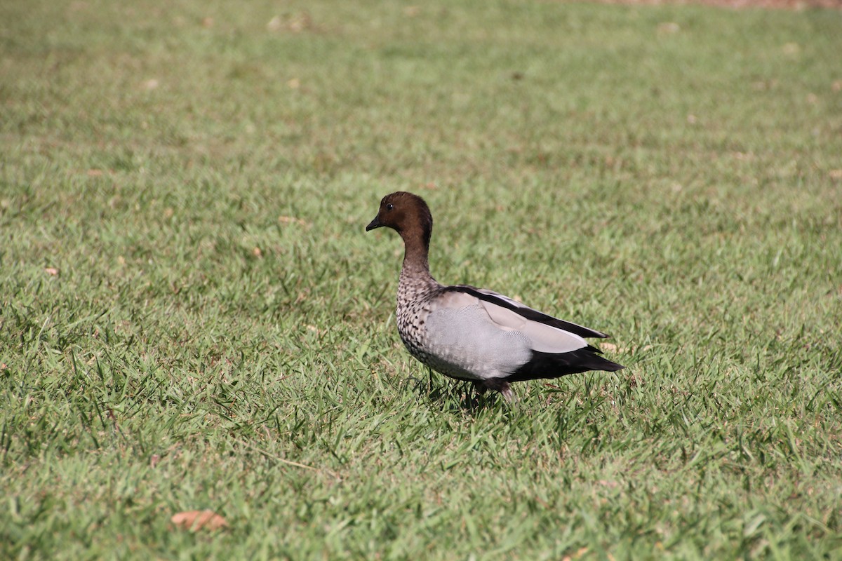 Maned Duck - ML623976791