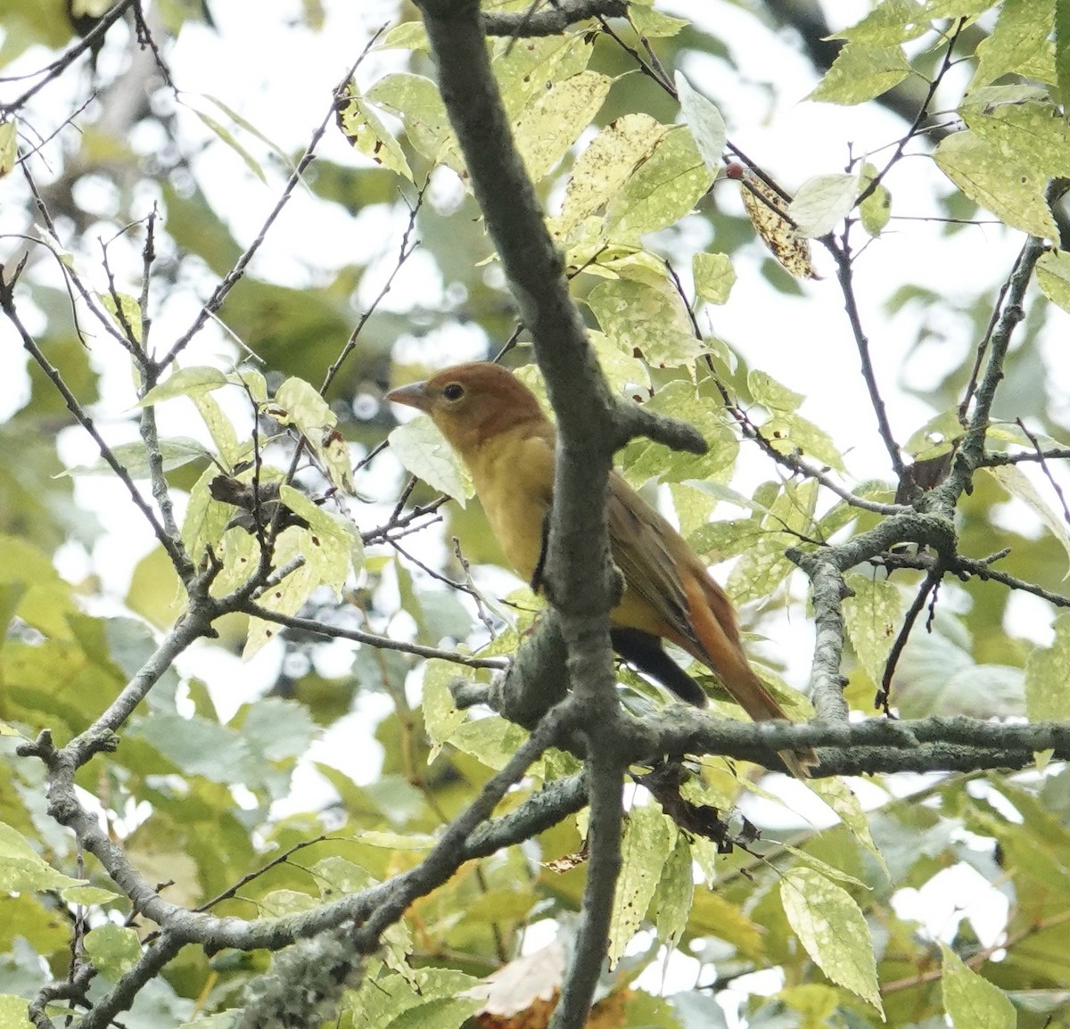 Summer Tanager - ML623976798