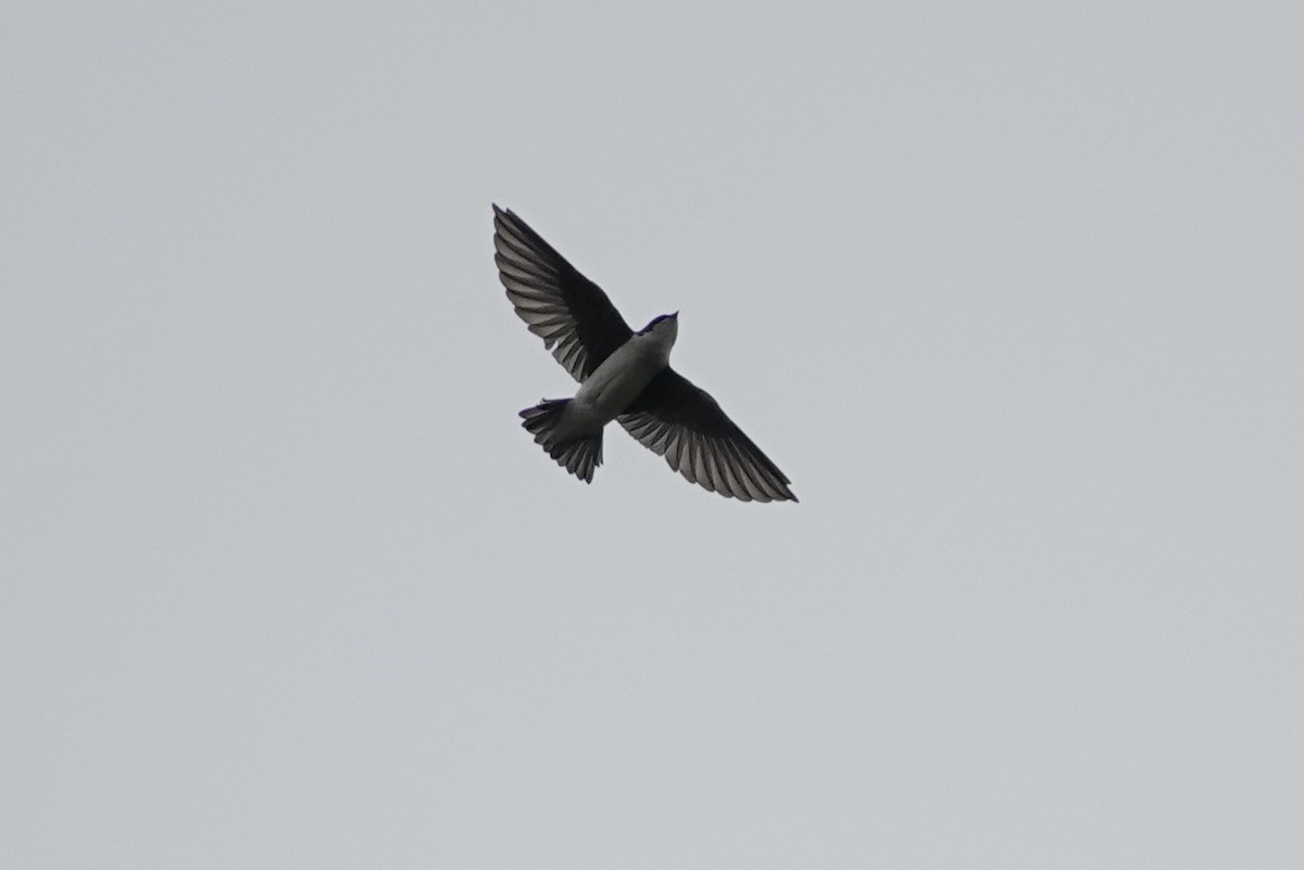 Tree Swallow - ML623976826