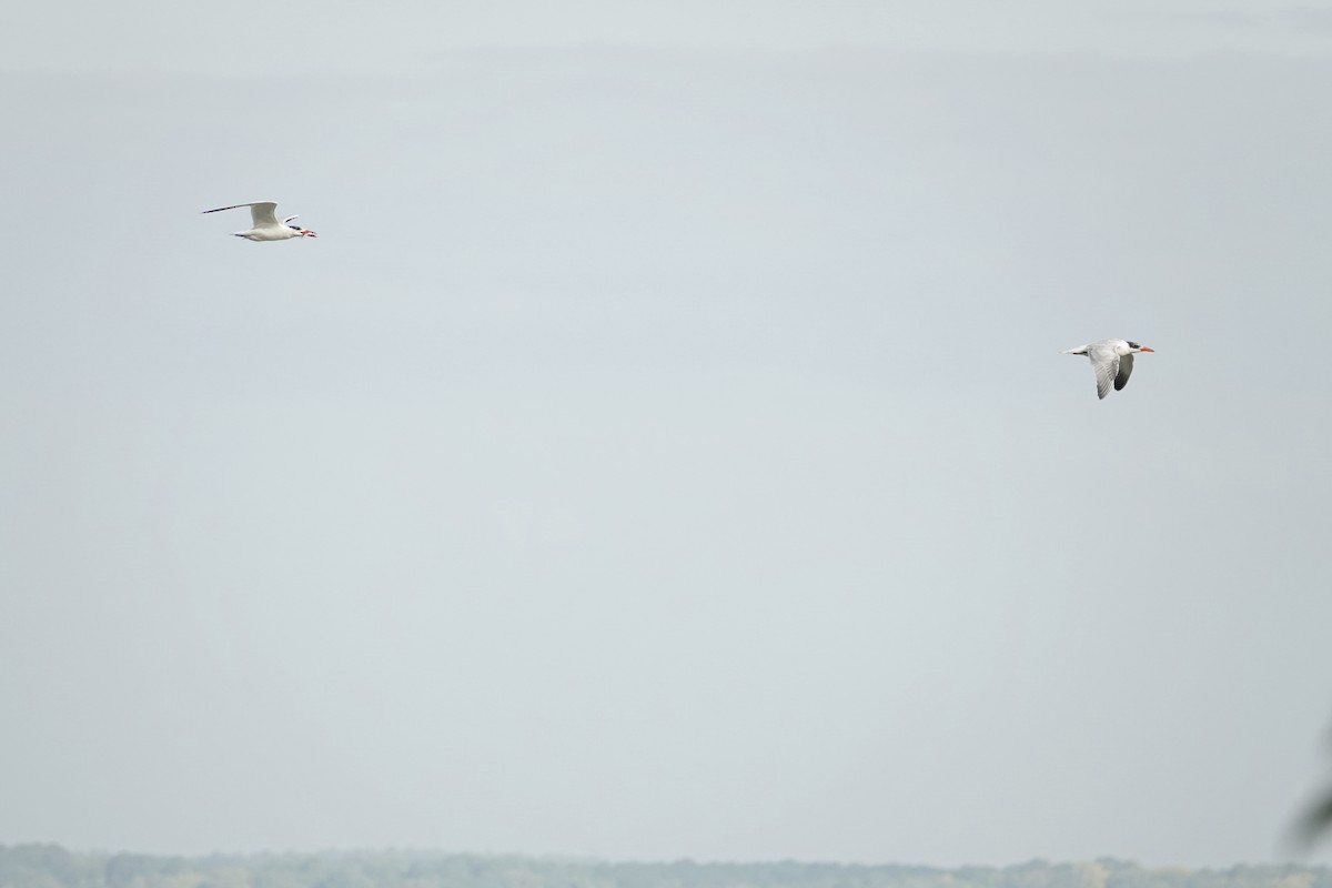 Caspian Tern - ML623976846