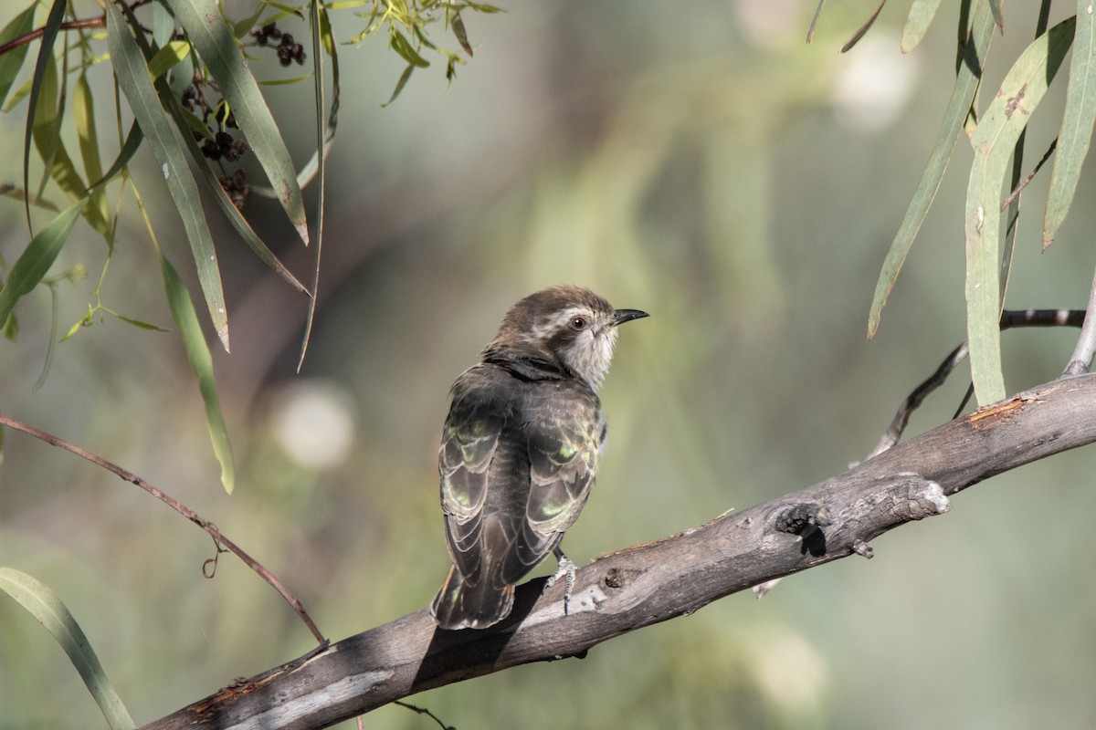 Horsfield's Bronze-Cuckoo - ML623976849