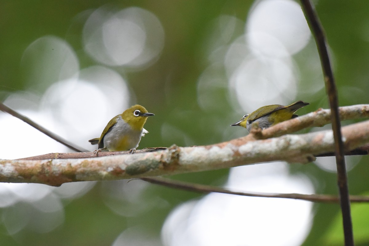 Hume's White-eye - ML623976850