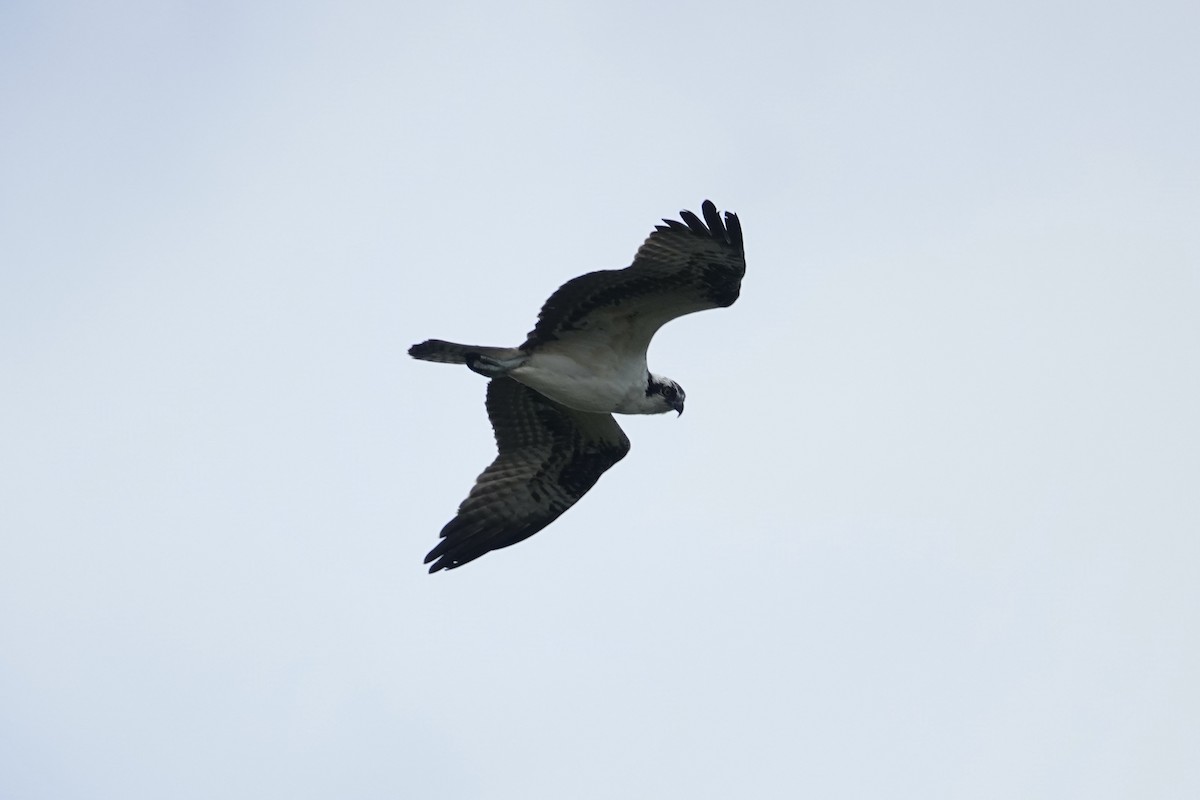 Osprey - ML623976857