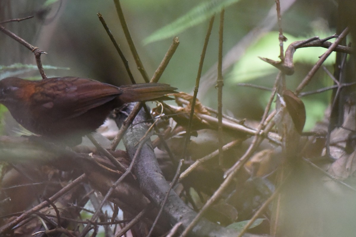 Marbled Wren-Babbler - ML623976864