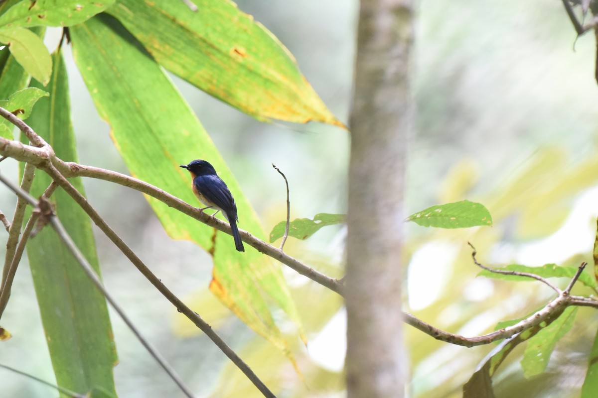 Hill Blue Flycatcher - ML623976875