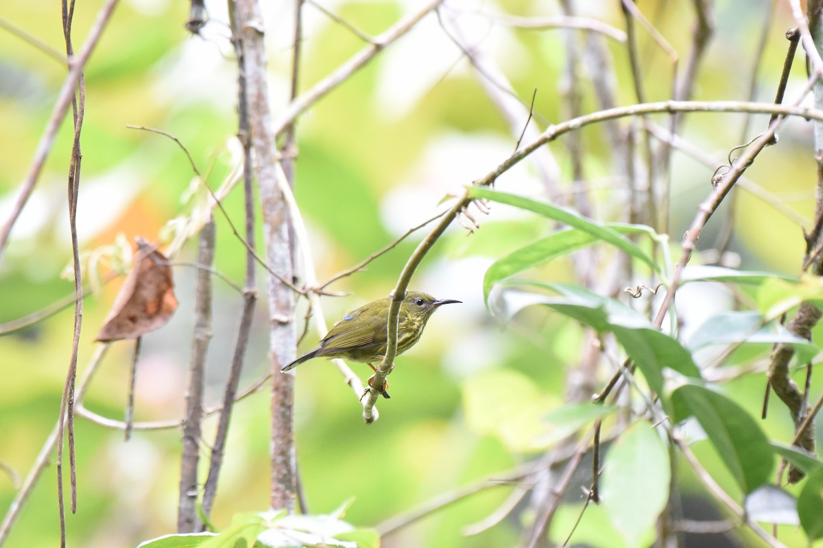 Purple-naped Spiderhunter - ML623976876