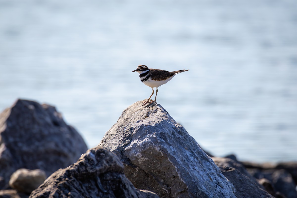 Killdeer - ML623976909