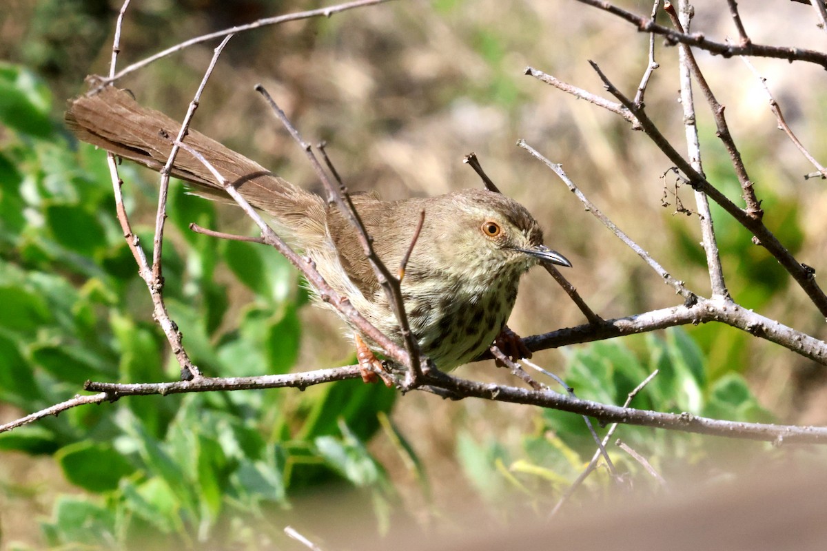 Karoo Prinia - ML623976946