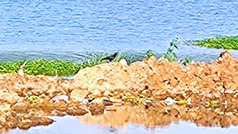 Large-billed Crow - Kirubakaran Valayapathi