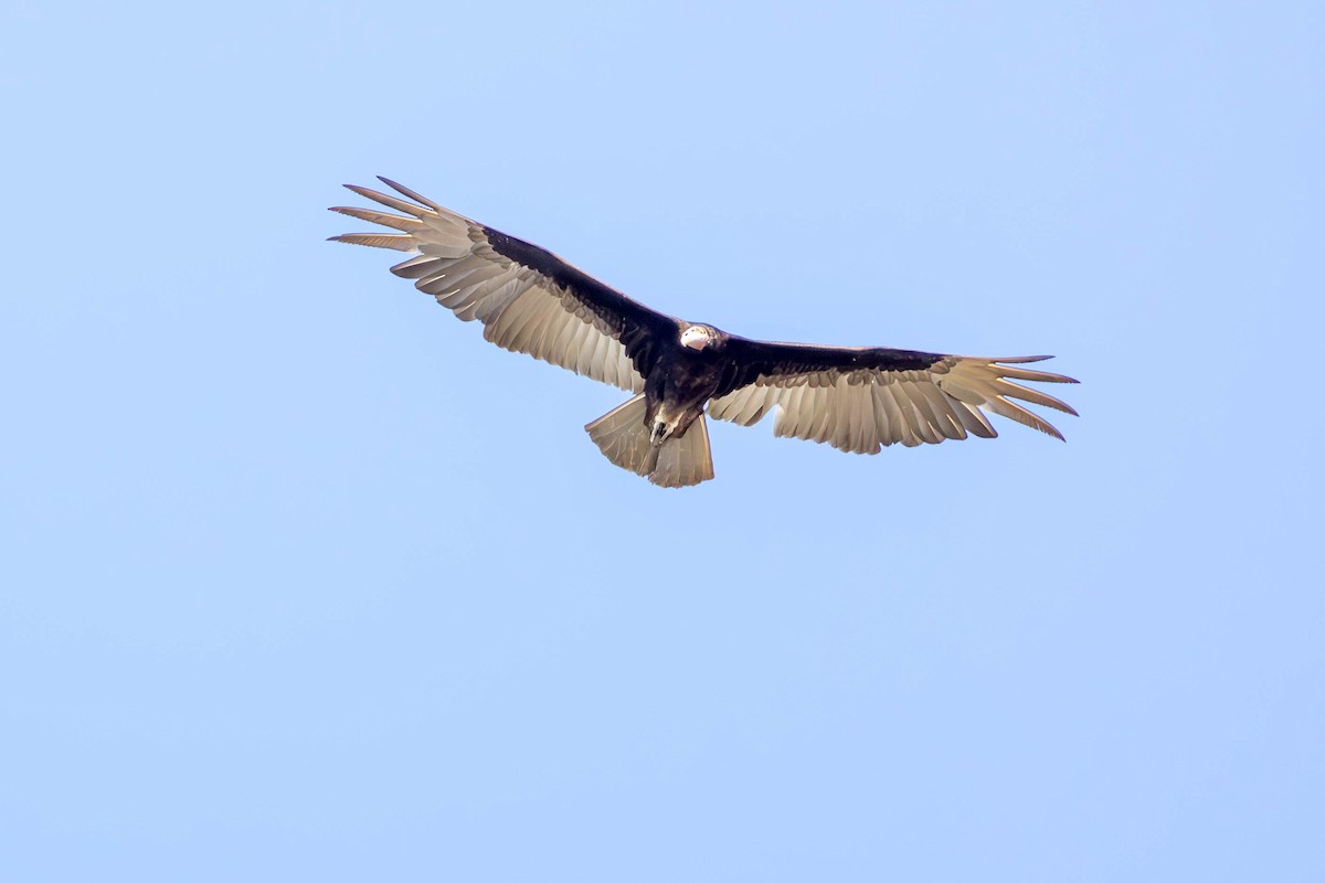 Lesser Yellow-headed Vulture - ML623976948