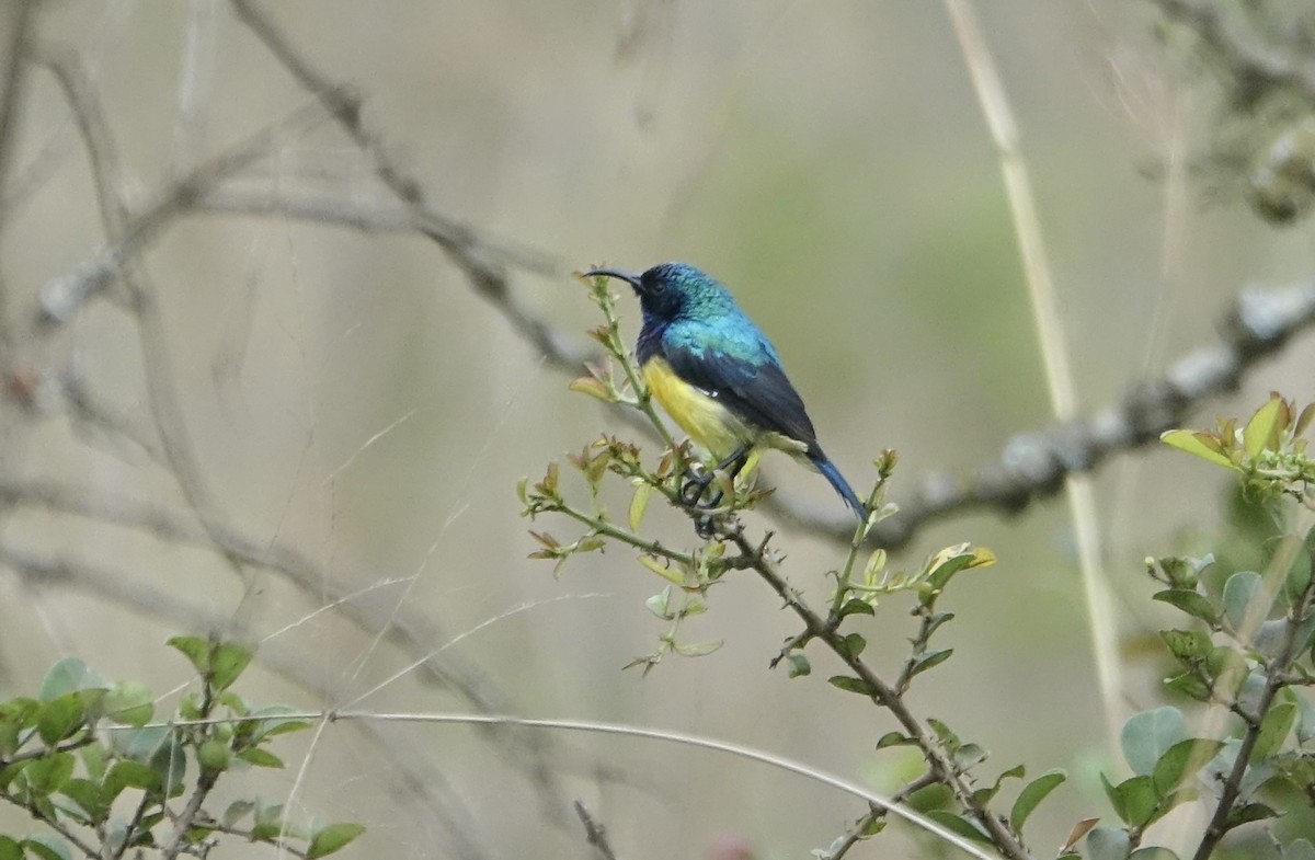 Variable Sunbird - ML623976953