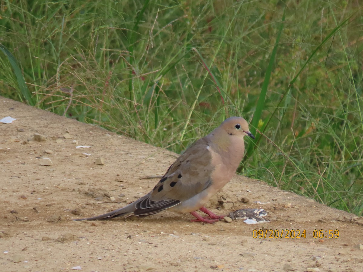 Mourning Dove - Leon Book