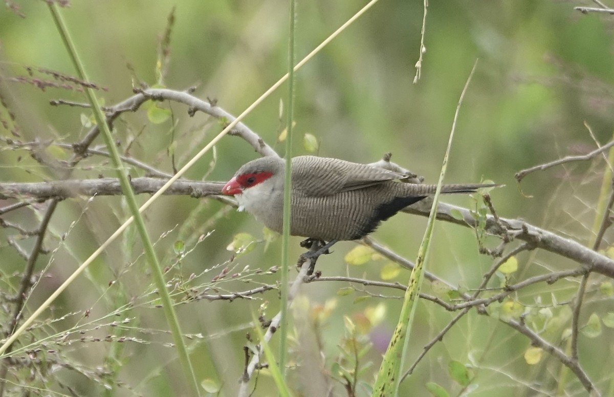 Common Waxbill - ML623976973