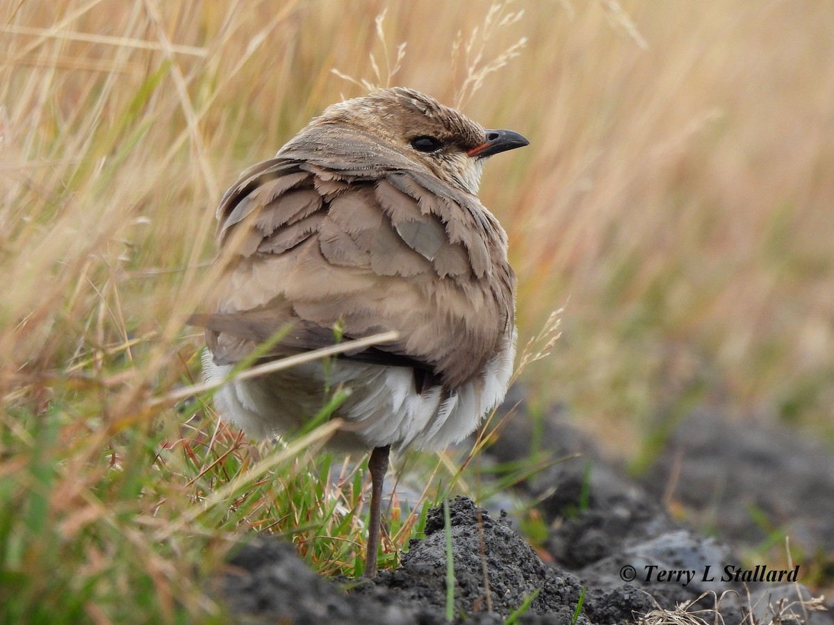 Black-winged Pratincole - ML623976992