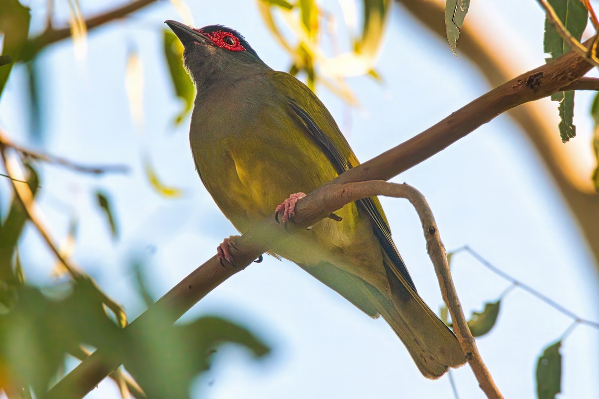 Australasian Figbird - ML623977020