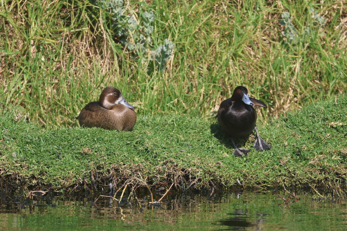 Southern Pochard - ML623977043