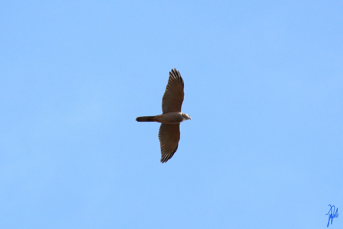 Brown Goshawk - ML623977051