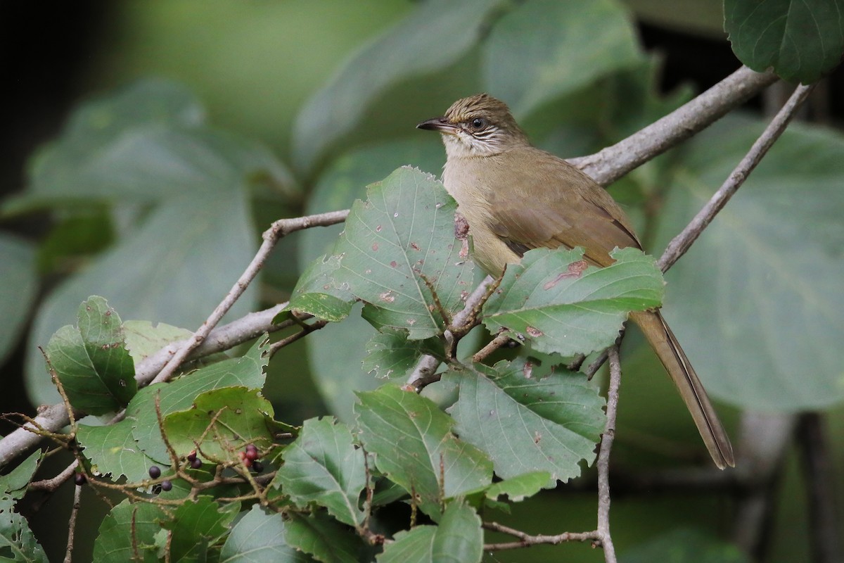 Streak-eared Bulbul - ML623977069