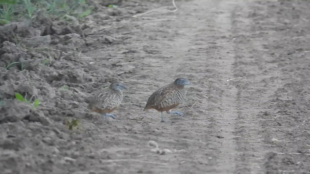 Barred Buttonquail - ML623977090