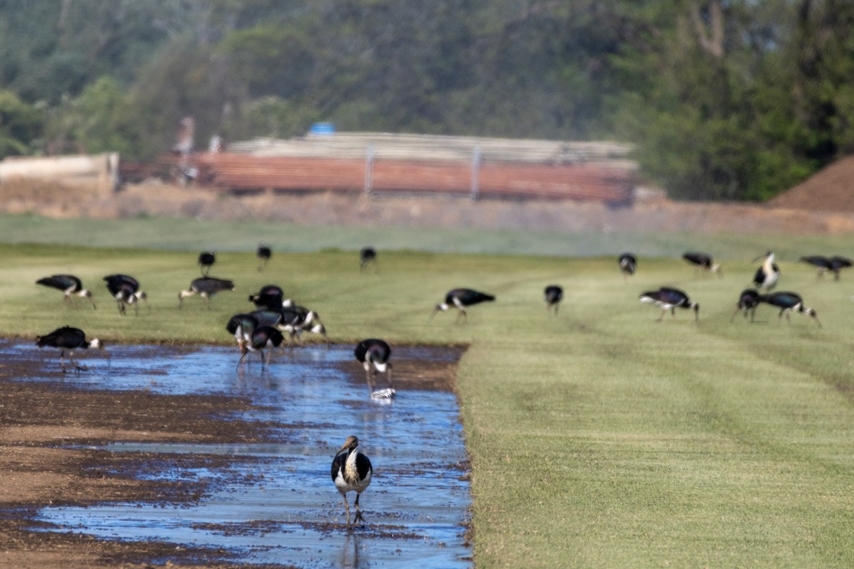 Straw-necked Ibis - ML623977098