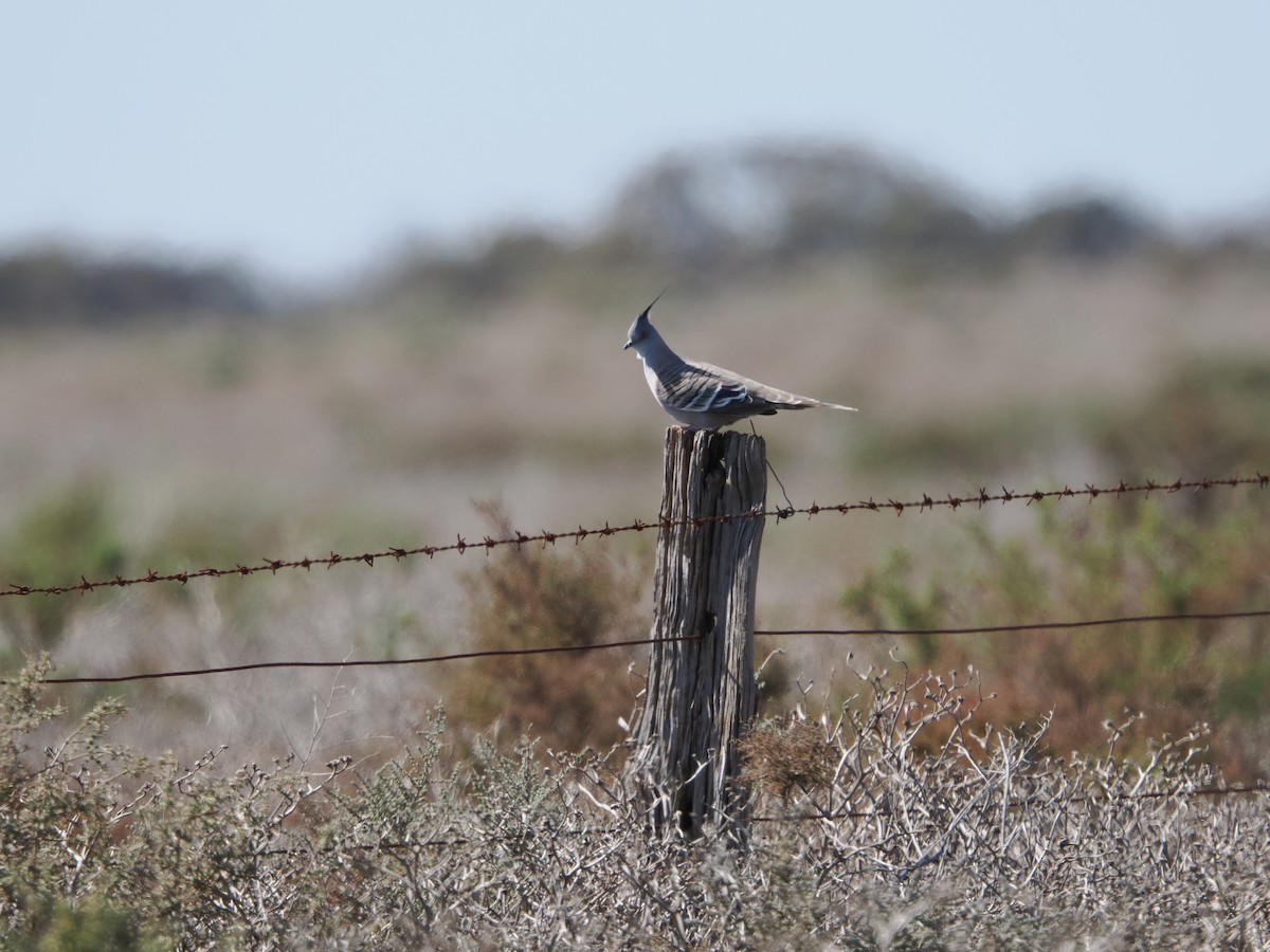 Crested Pigeon - ML623977099