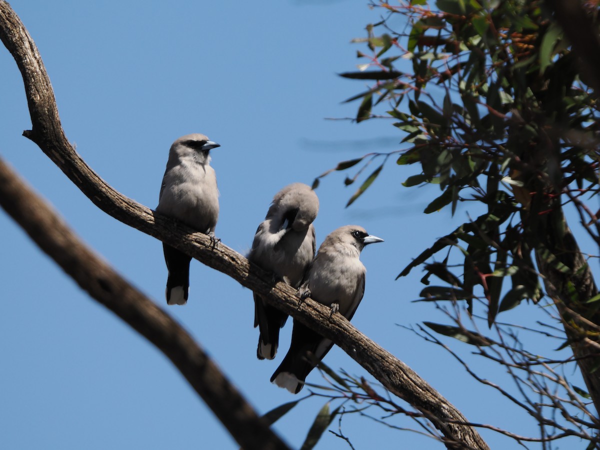 Black-faced Woodswallow - ML623977102