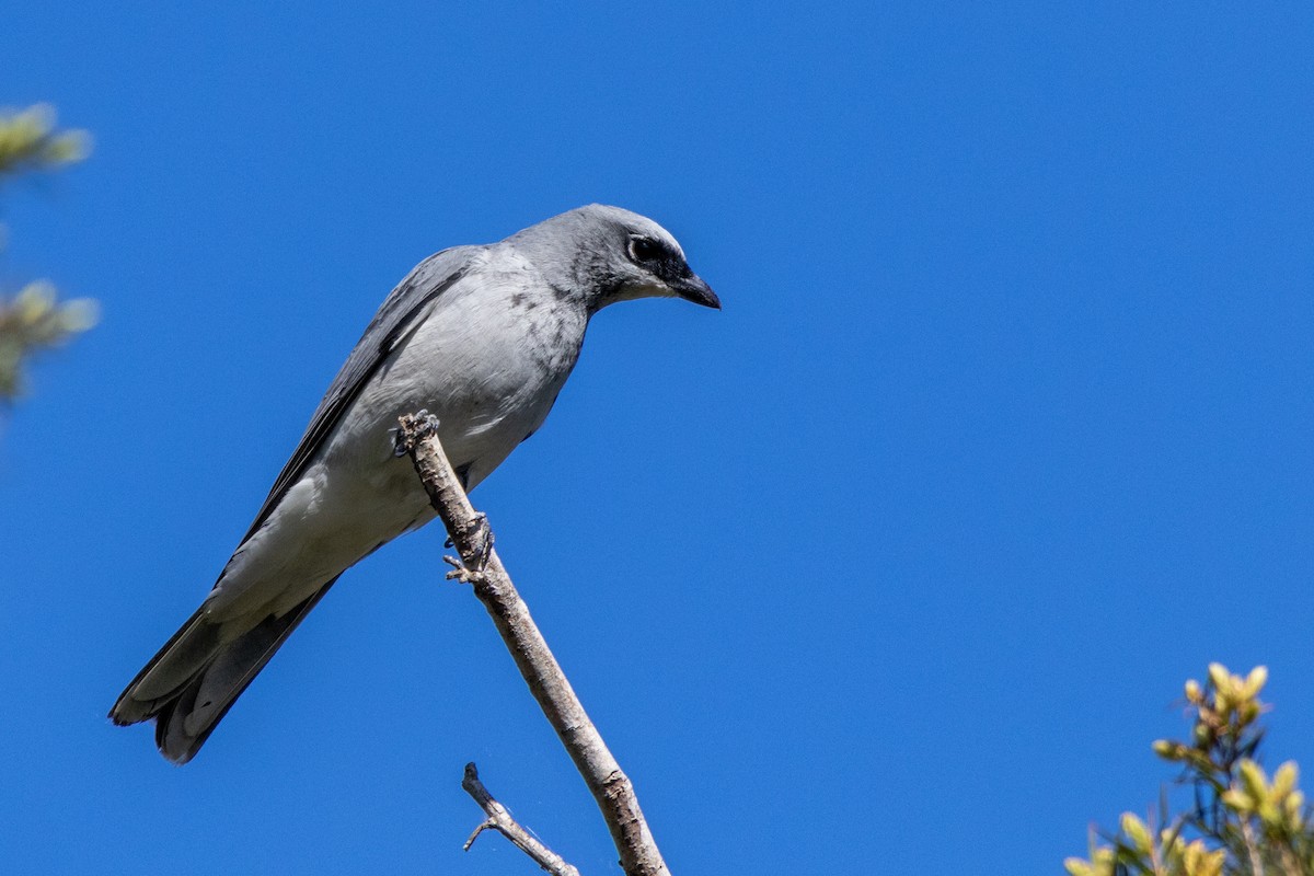 White-bellied Cuckooshrike - Greg McLachlan