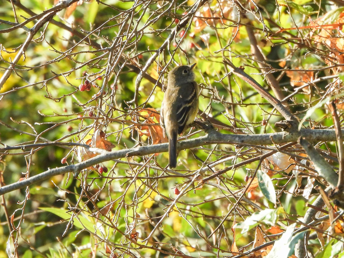 Least Flycatcher - ML623977142