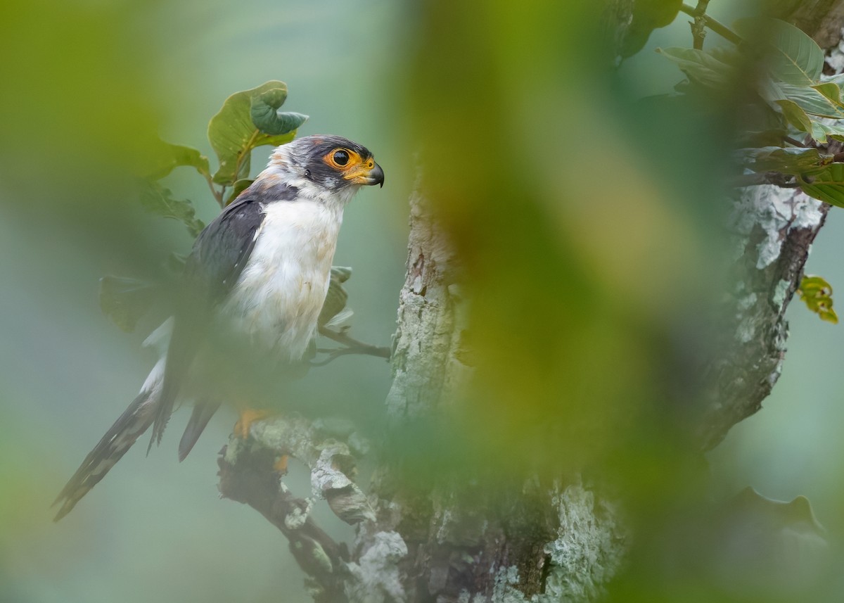 White-rumped Falcon - ML623977156