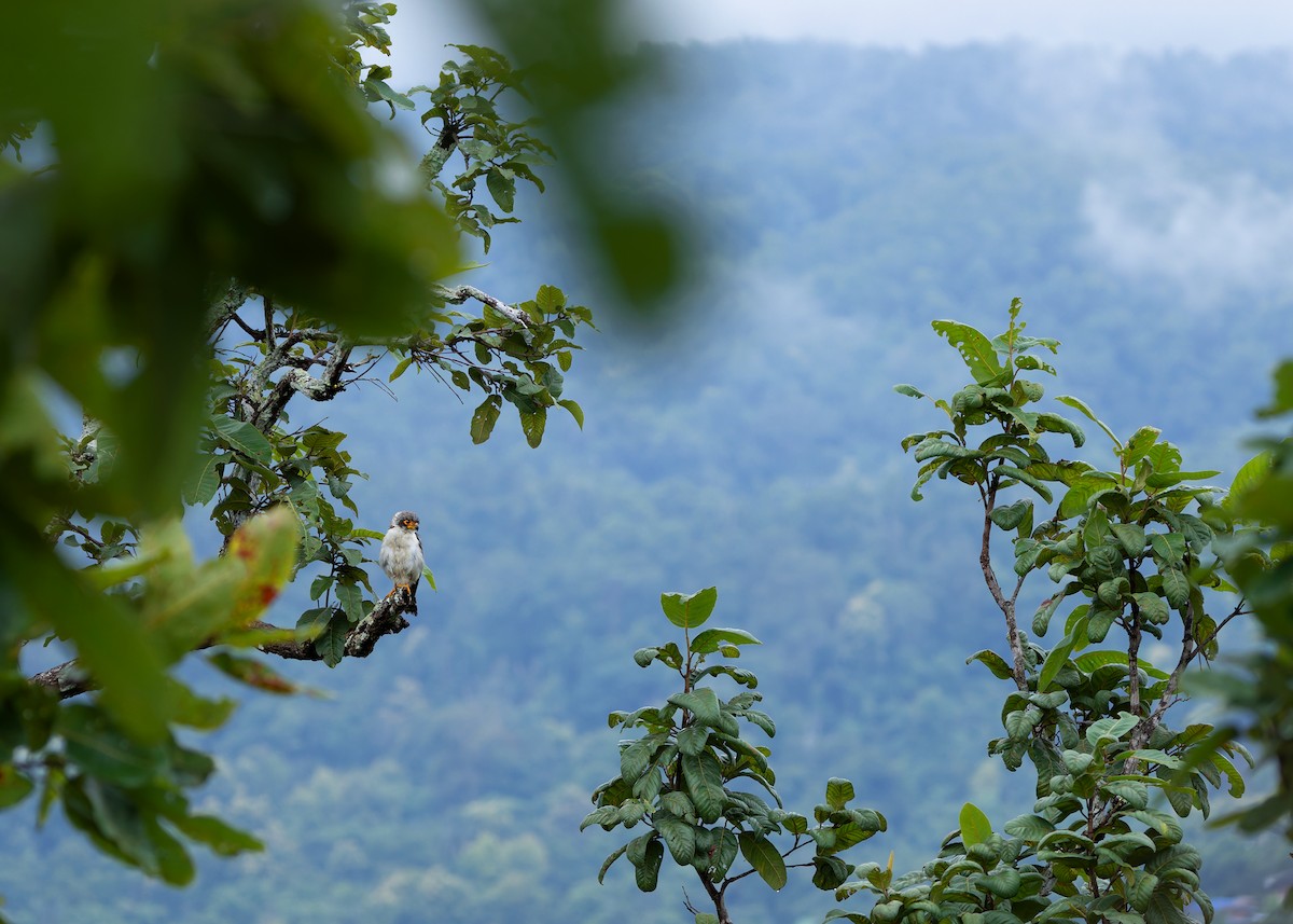 White-rumped Falcon - ML623977157