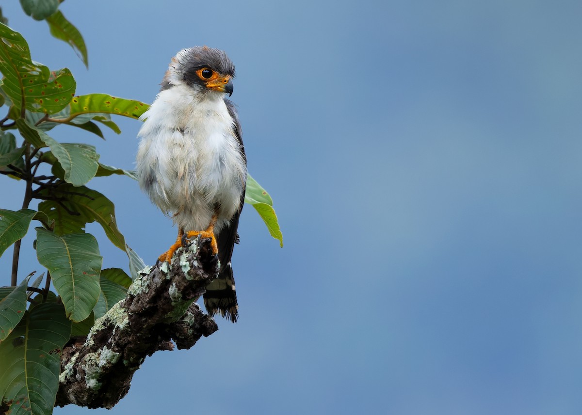 White-rumped Falcon - ML623977158