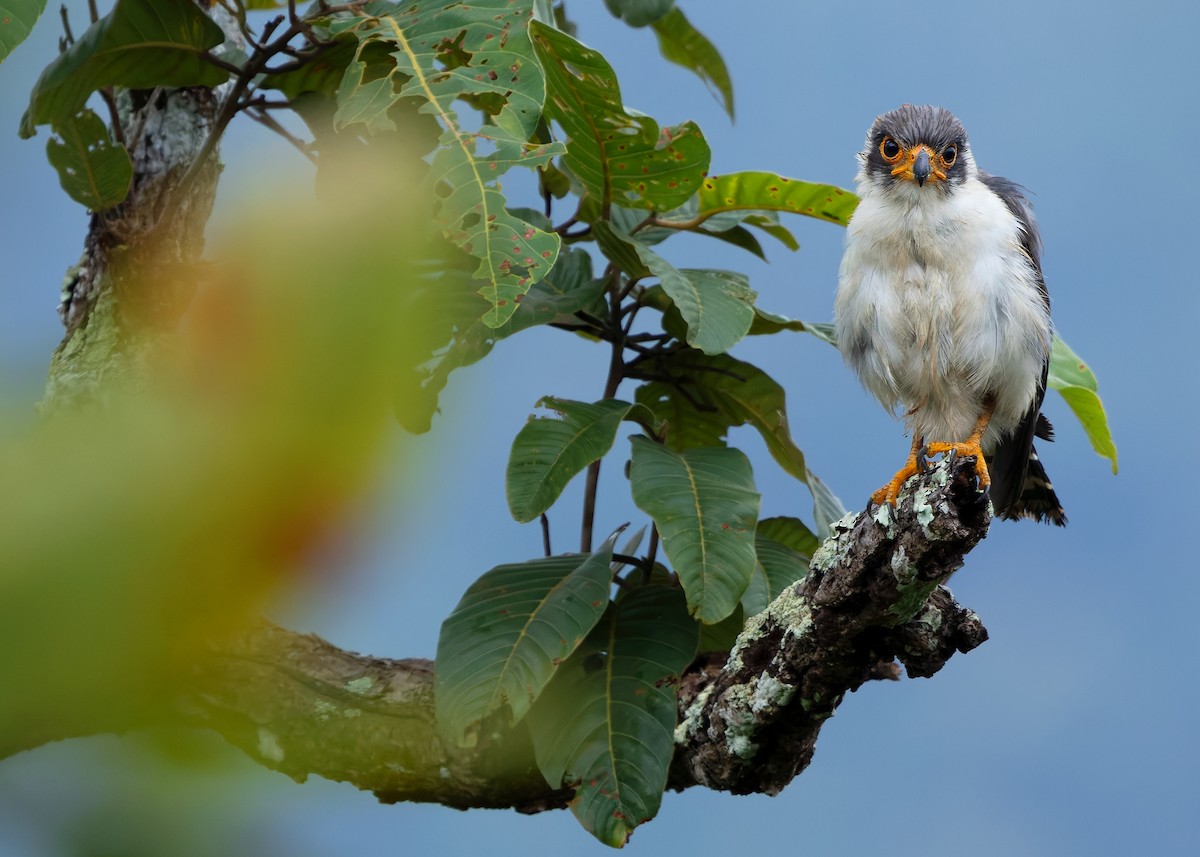 White-rumped Falcon - ML623977159