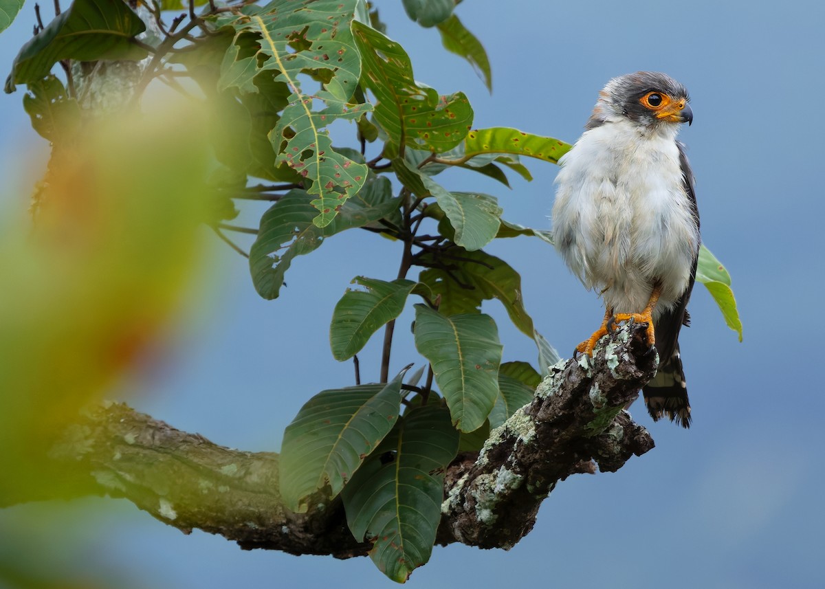 White-rumped Falcon - ML623977160