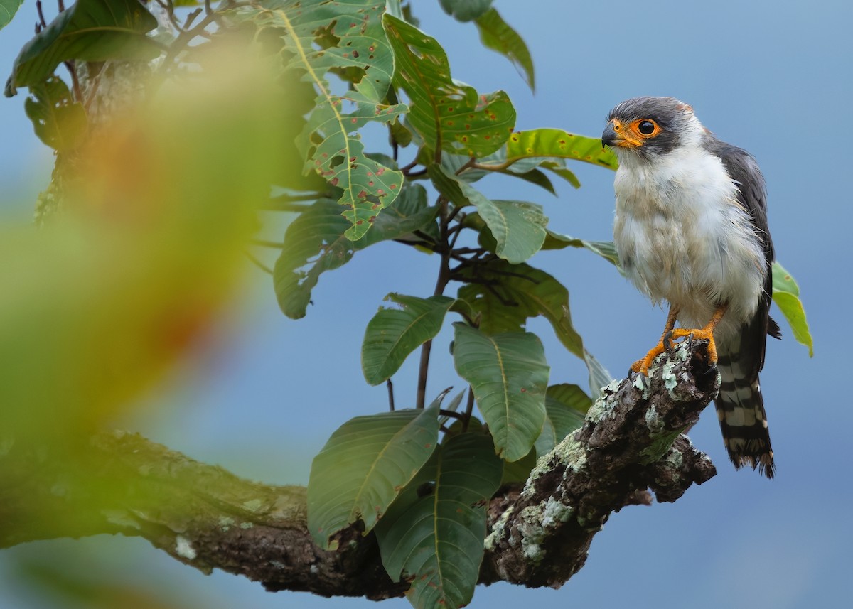 White-rumped Falcon - ML623977161