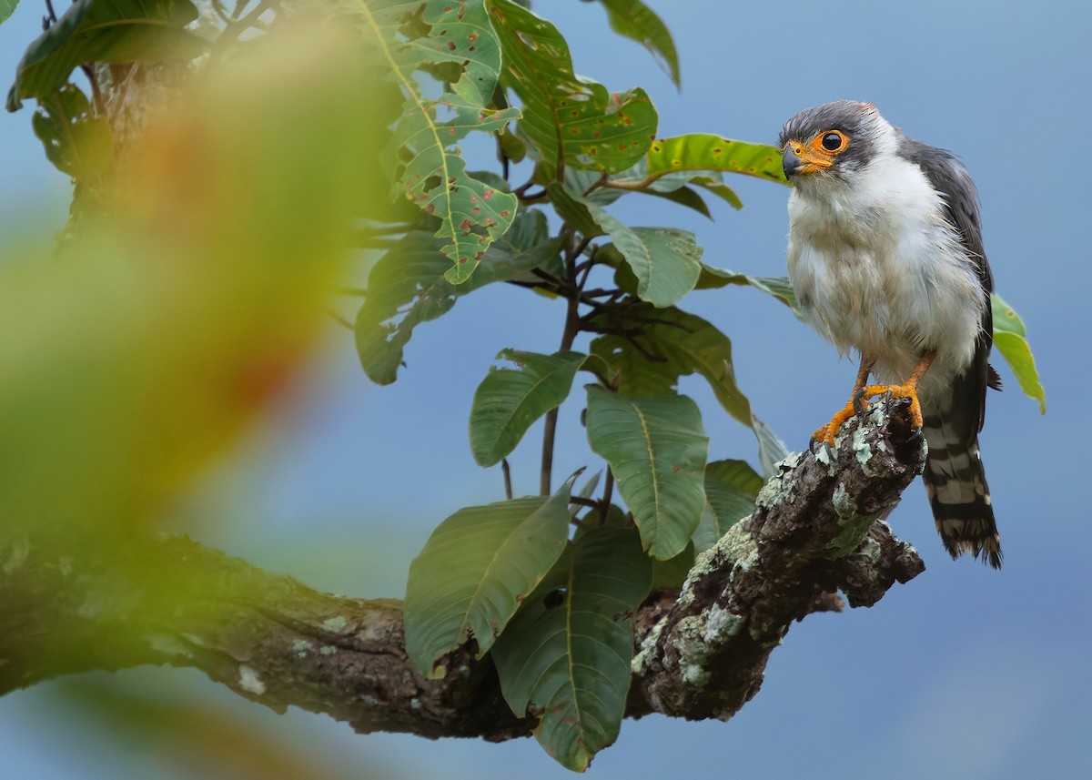 White-rumped Falcon - ML623977162