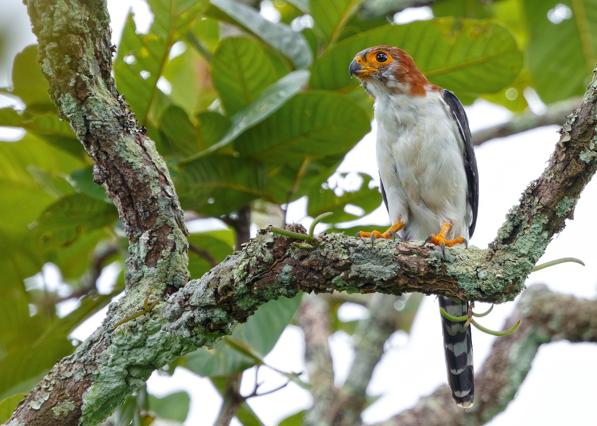 White-rumped Falcon - ML623977163