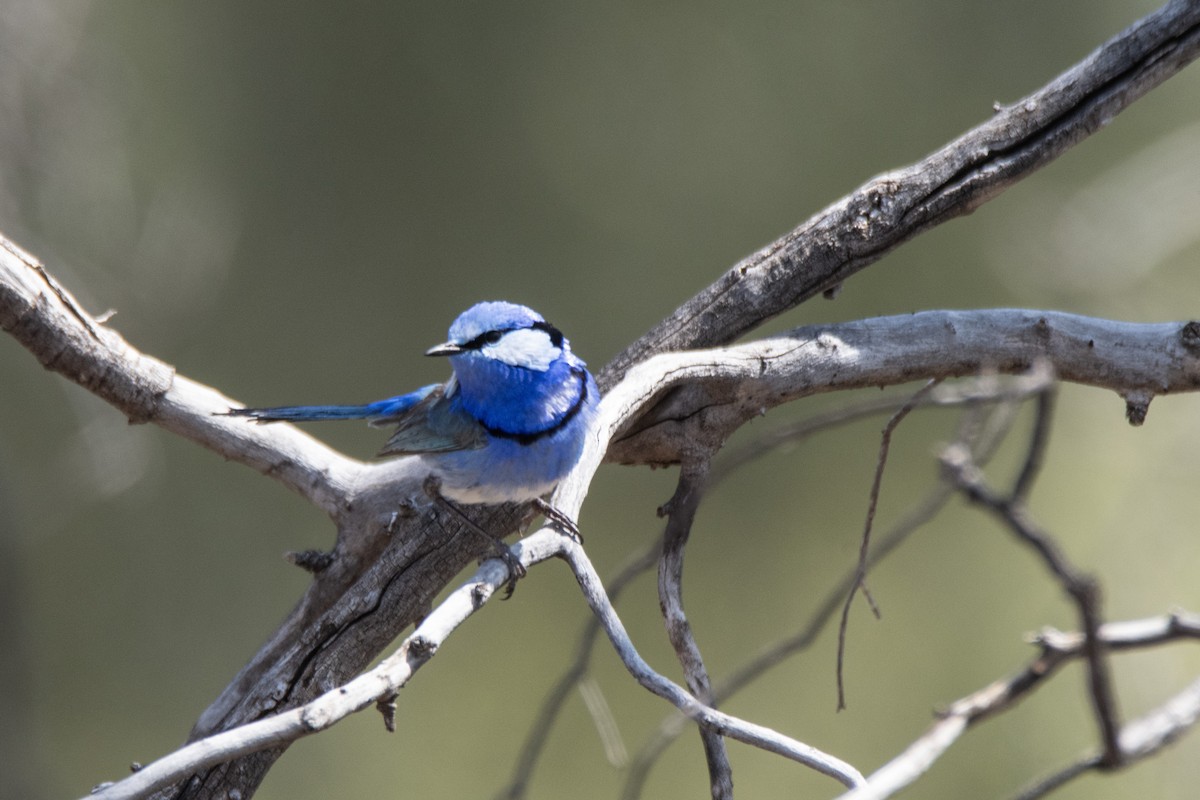 Splendid Fairywren - Owen  Lawton