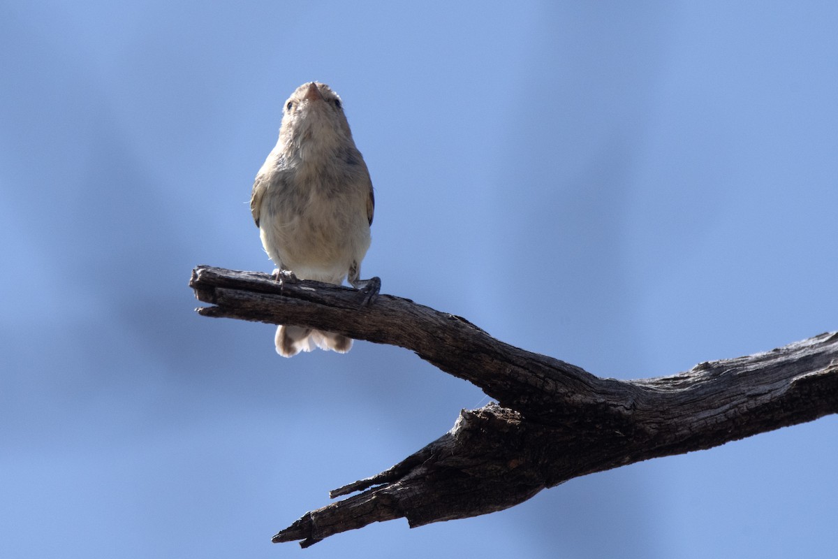 Yellow-rumped Thornbill - ML623977177