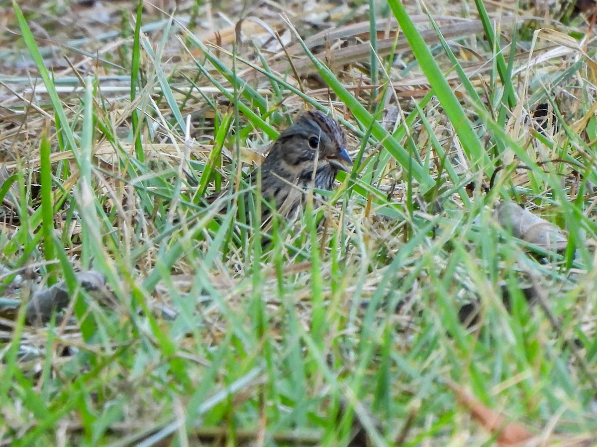 Lincoln's Sparrow - ML623977183