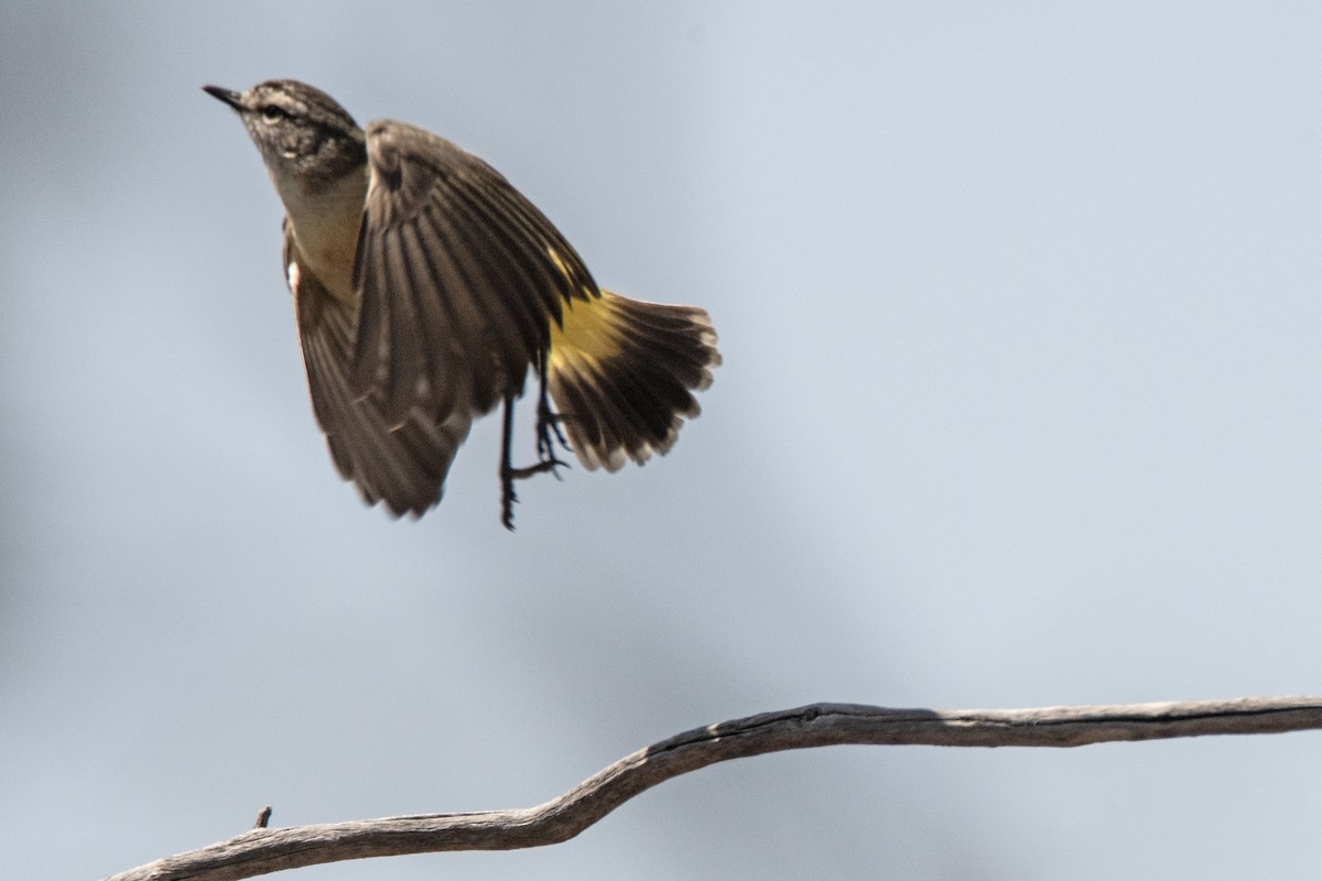 Yellow-rumped Thornbill - ML623977185