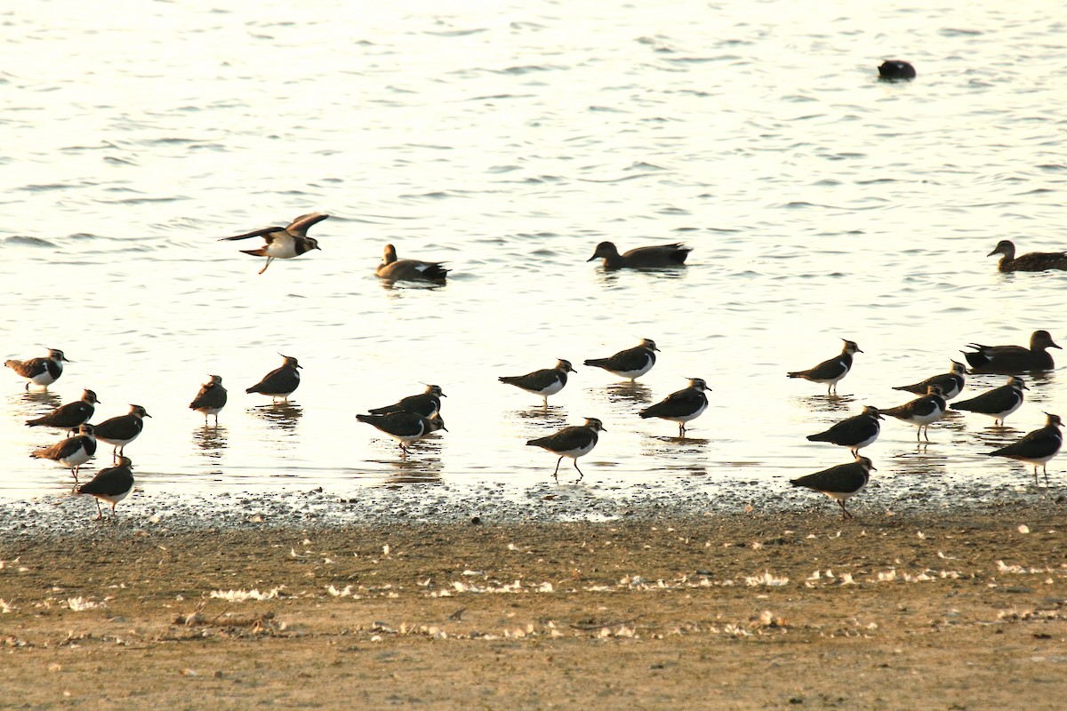 Northern Lapwing - ML623977192