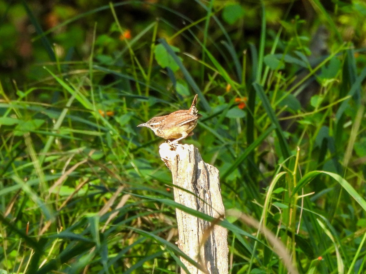 Carolina Wren - Susan Brauning