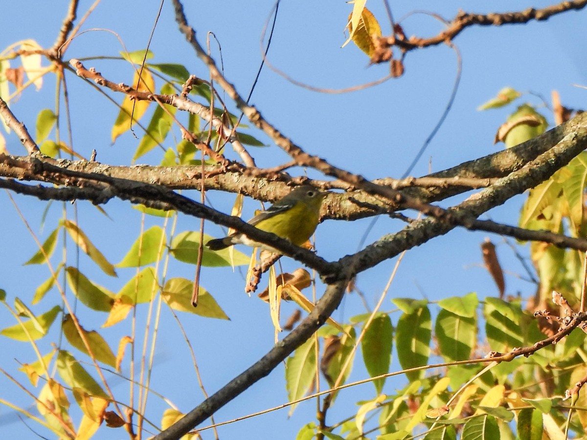 Magnolia Warbler - Susan Brauning