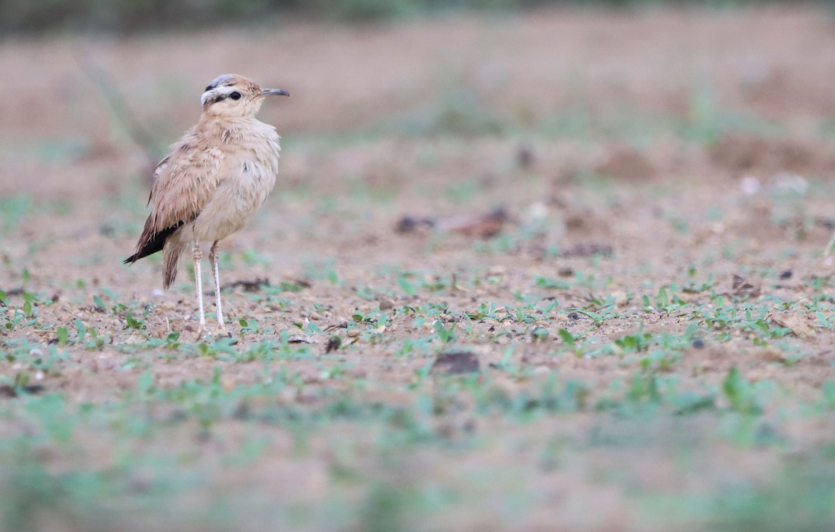 Cream-colored Courser - Joel Soto