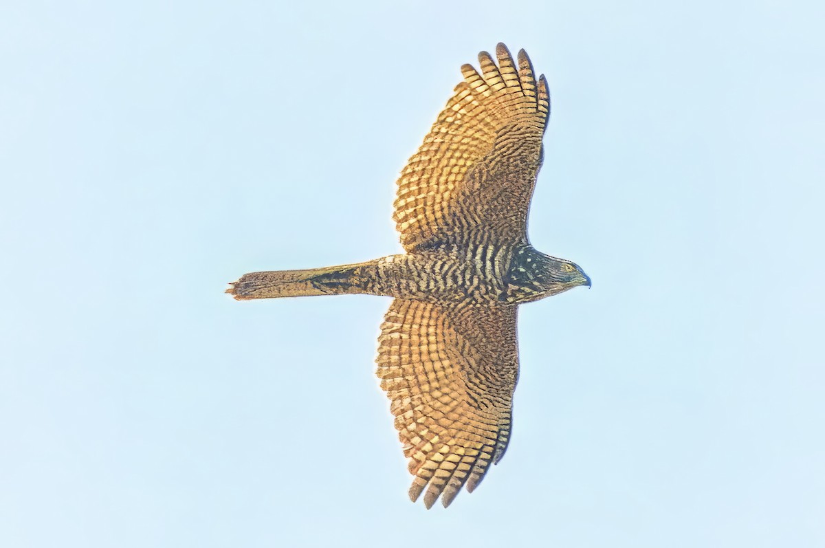 Brown Goshawk - ML623977215