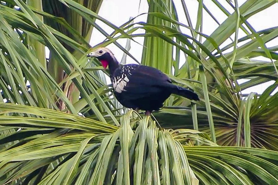 Red-throated Piping-Guan - ML623977220